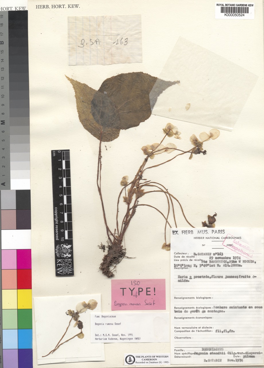 B. schaeferi